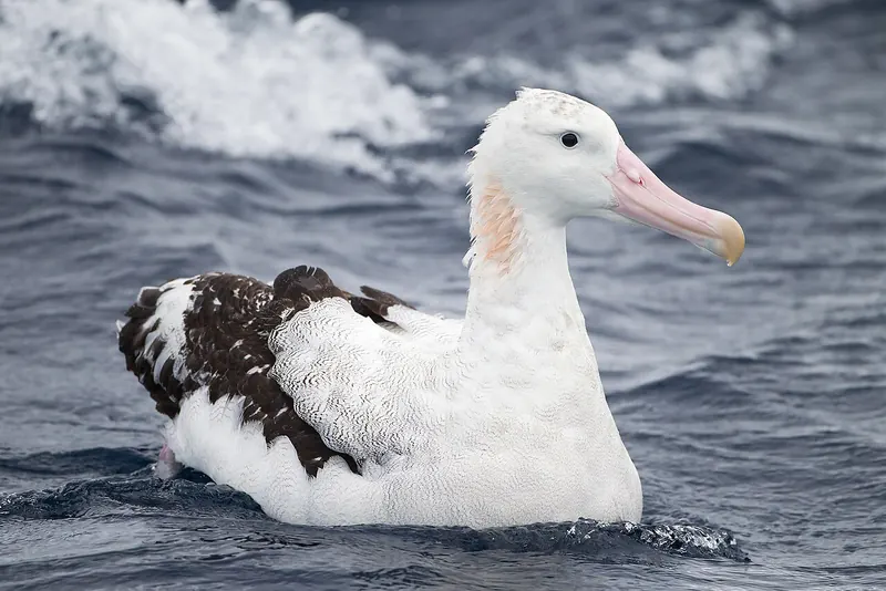 Snowy (wandering) albatross (Diomedea exulans)
