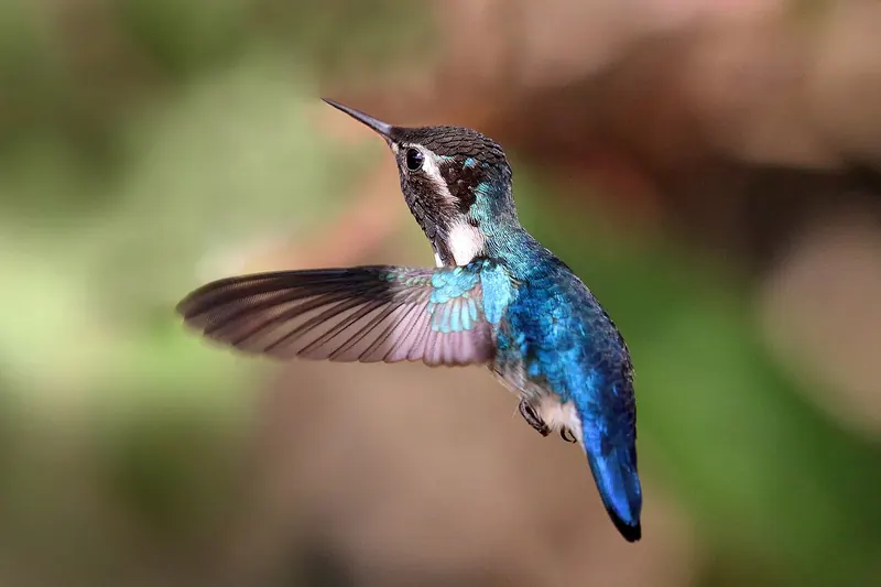 Bee hummingbird (Mellisuga helenae)