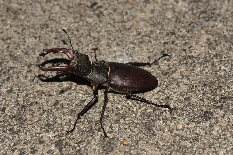 Stag beetle (Lucanus cervus)