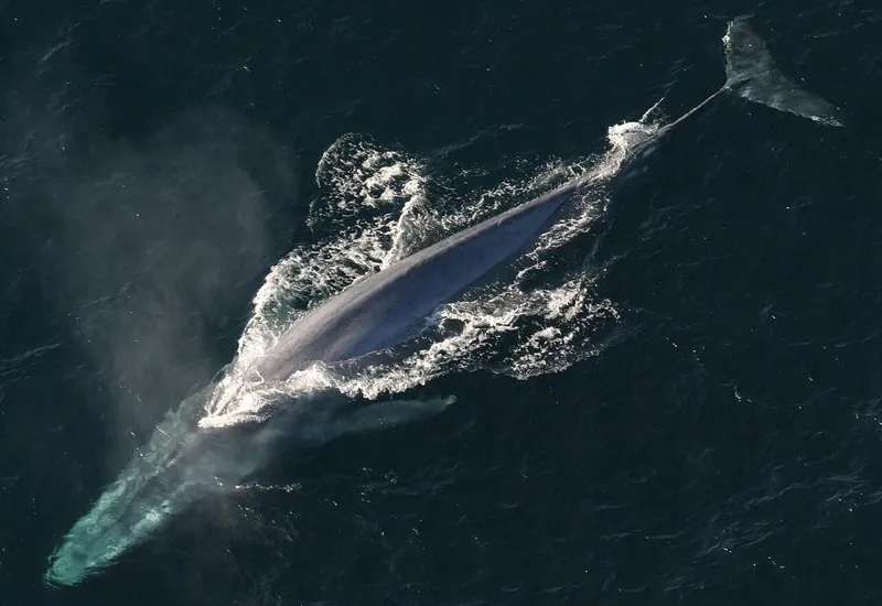 Blue whale (Balaenoptera musculus)