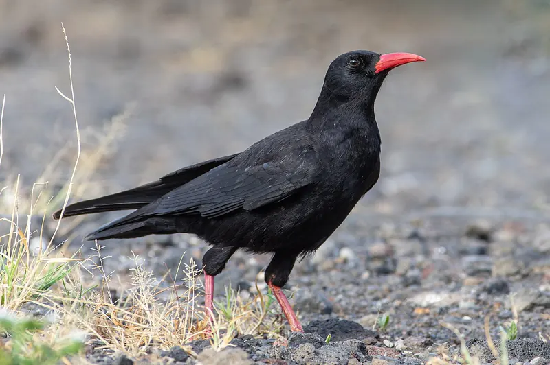 Red-billed chough (Pyrrhocorax pyrrhocorax)
