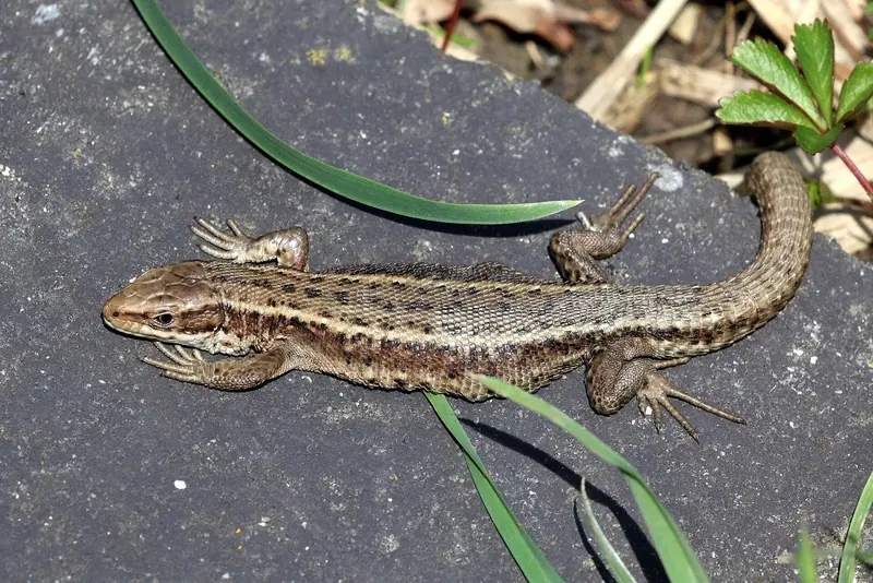 Common lizard (Zootoca vivipara)