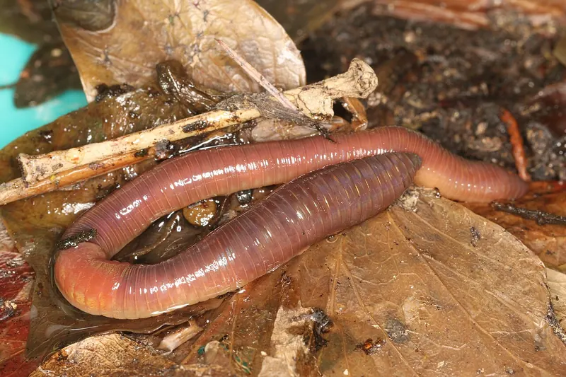 Common earthworm (Lumbricus terrestris)