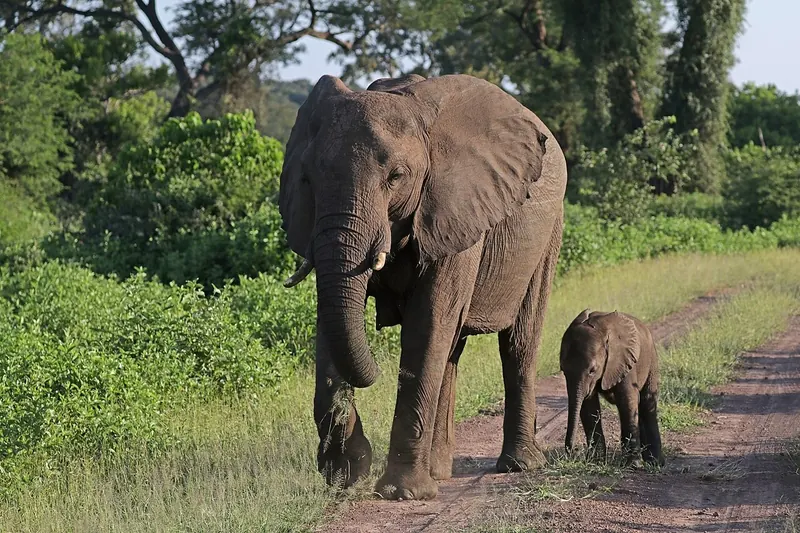 African bush elephant (Loxodonta africana)