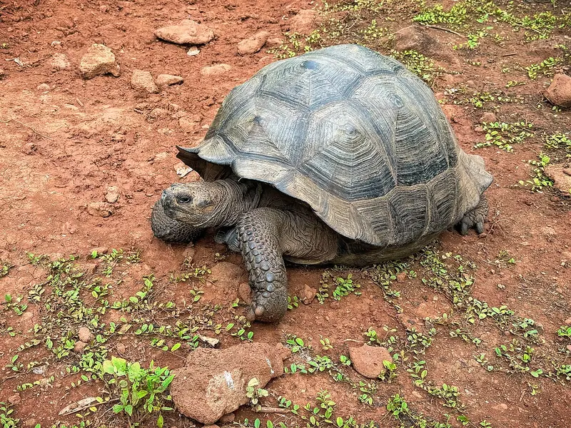 Galápagos tortoise (Chelonoidis niger)