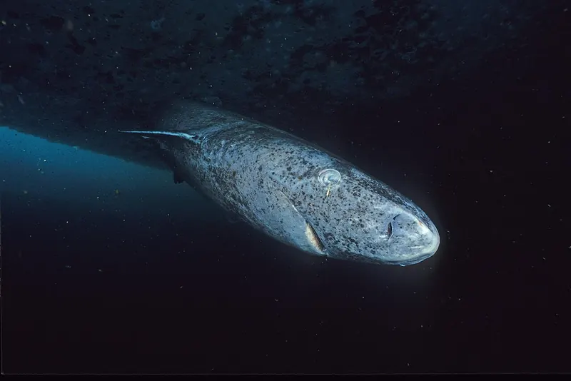 Greenland shark (Somniosus microcephalus)