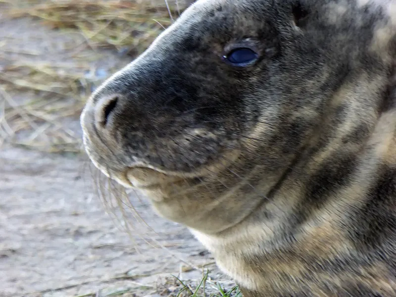 Grey seal (Halichoerus grypus)