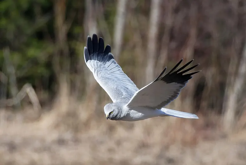 Hen harrier (Circus cyaneus)