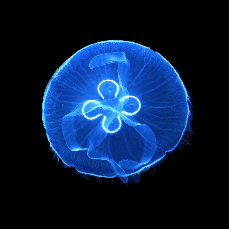 Moon jellyfish (Aurelia aurita)