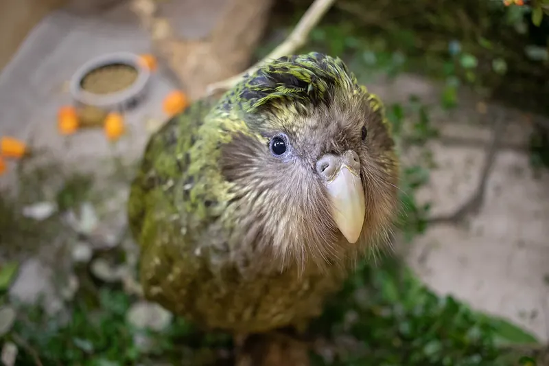 Kākāpō (Strigops habroptila)
