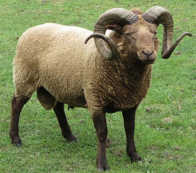 Manx Loaghtan sheep (Ovis aries)