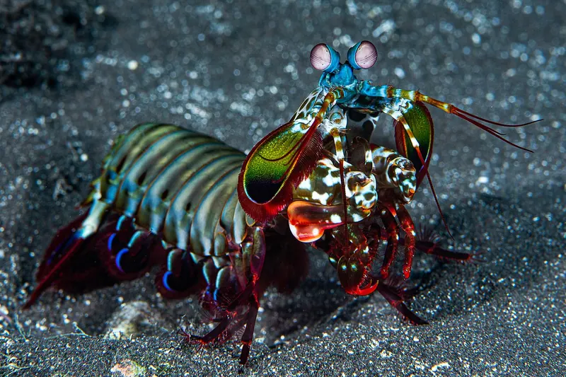 Peacock mantis shrimp (Odontodactylus scyllarus)