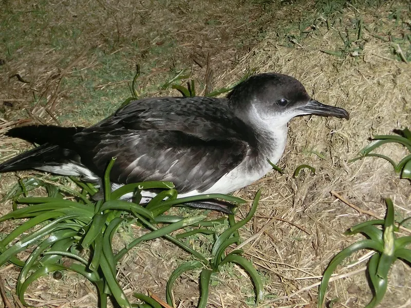 Manx shearwater (Puffinus puffinus)