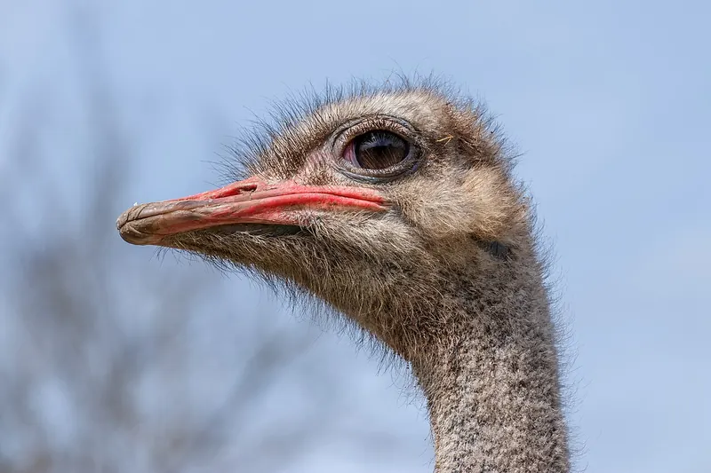 Common ostrich (Struthio camelus)