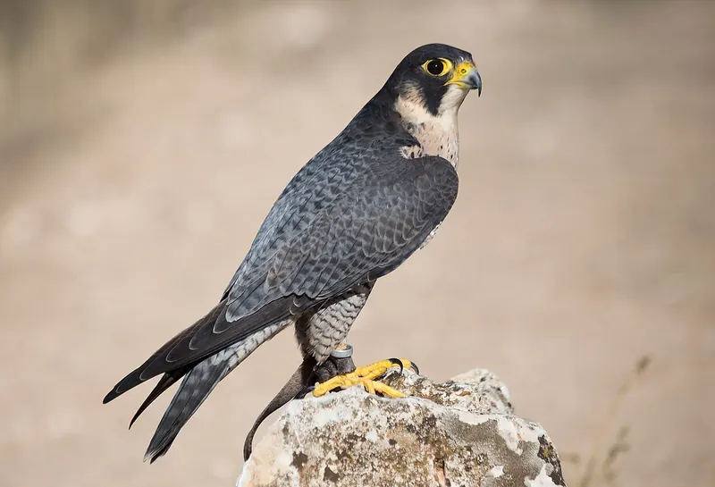 Peregrine falcon (Falco peregrinus)