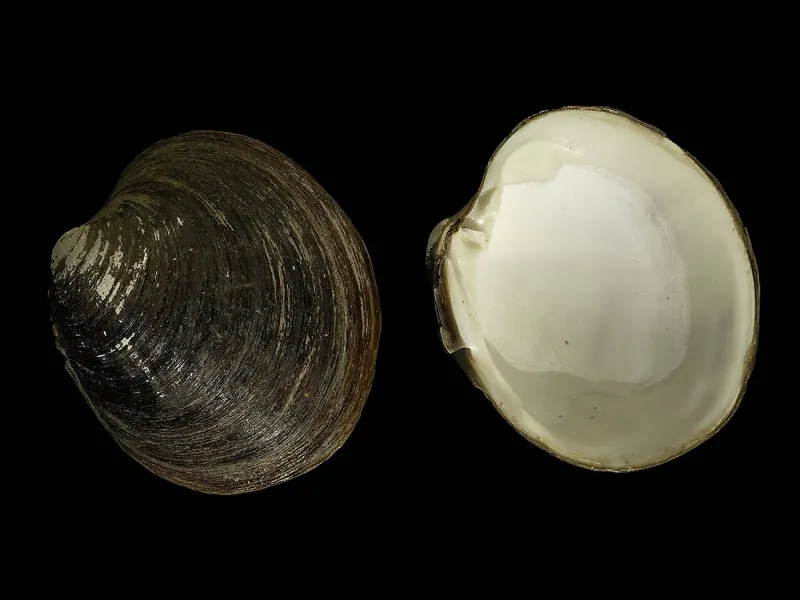 Ocean quahog (Arctica islandica)