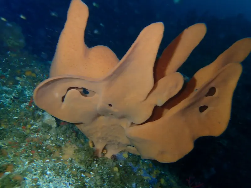 Sea sponge (Phylum Porifera)