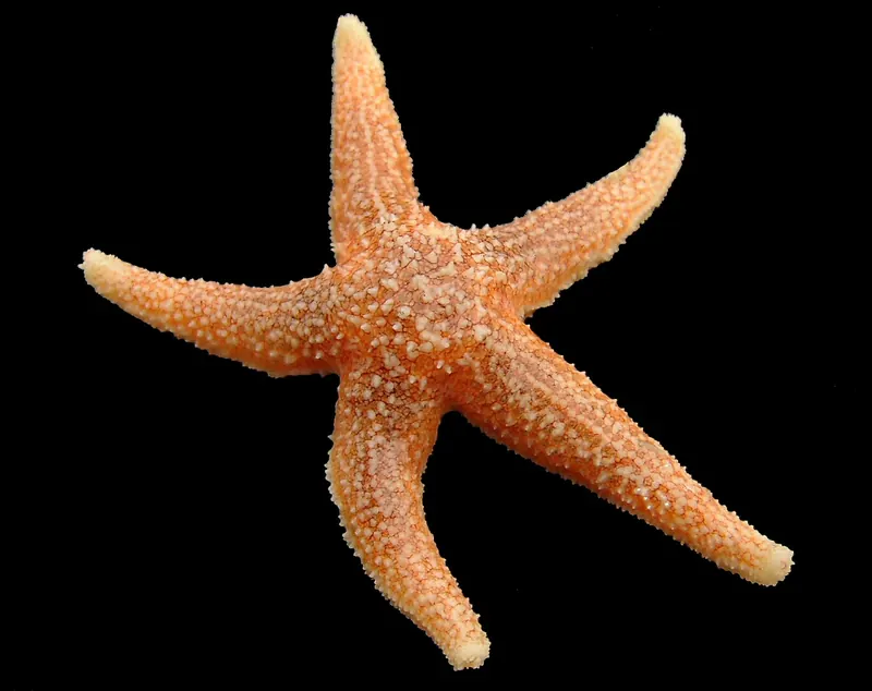 Common starfish (Asterias rubens)