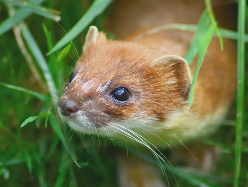 Stoat (Mustela erminea)