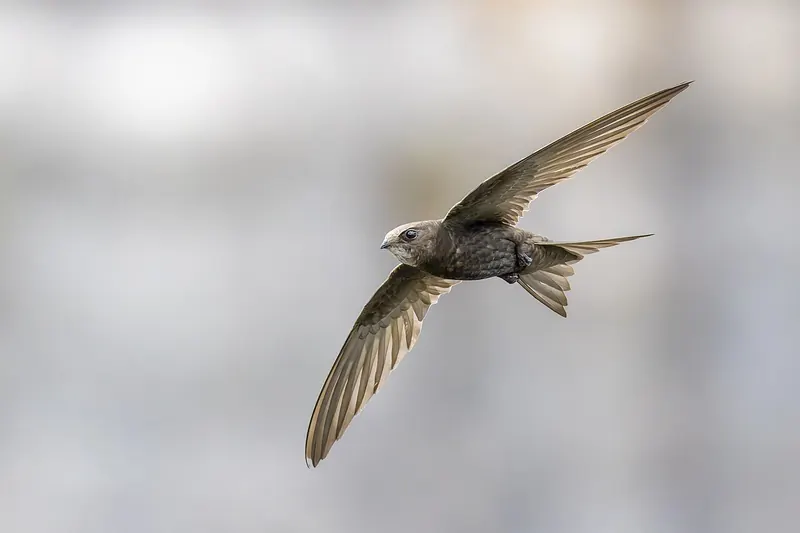 Common swift (Apus apus)